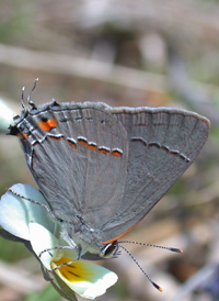 Gray Hairstreak